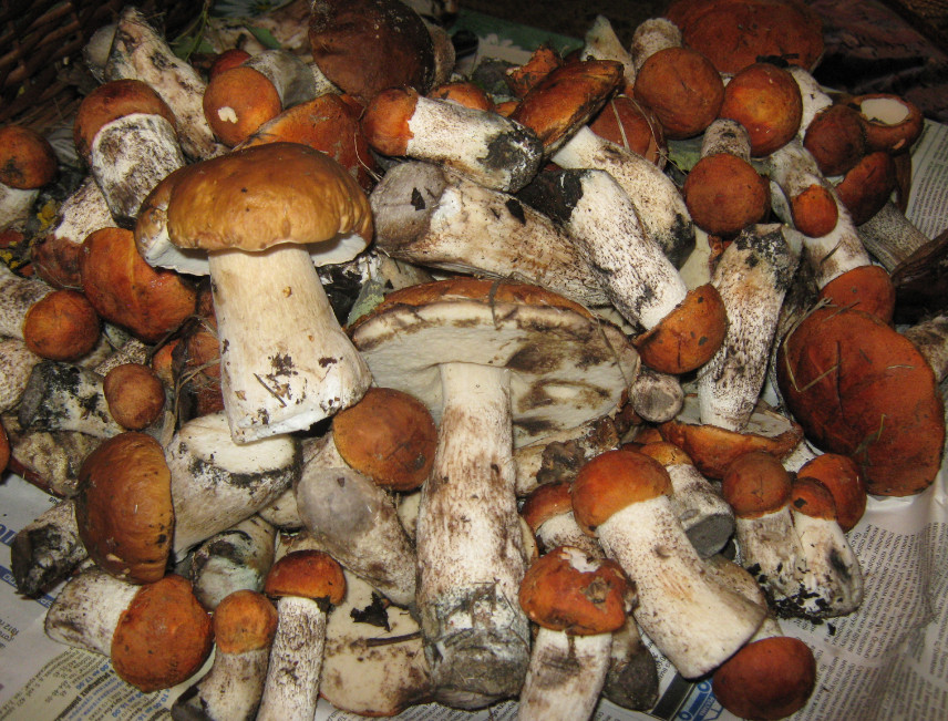грибы польза и вред 