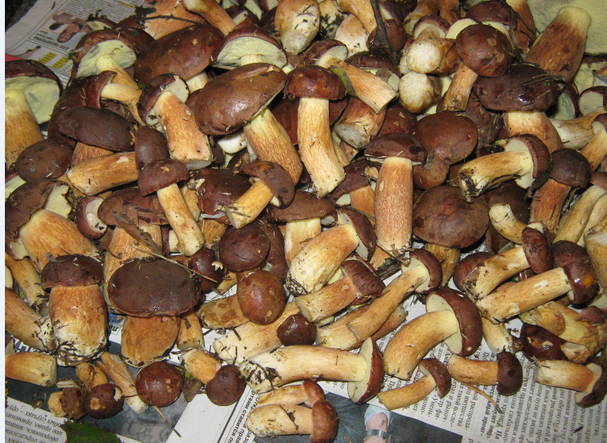 2012 09 07 220056 Полезные свойства грибов.  