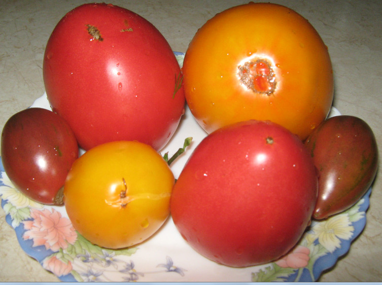 польза помидоров
